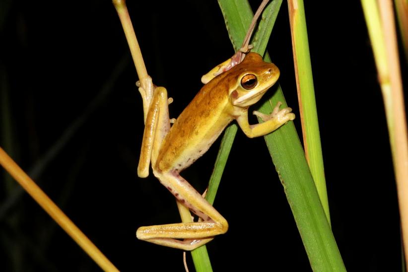 Ranita trepadora - Hypsiboas pulchellus