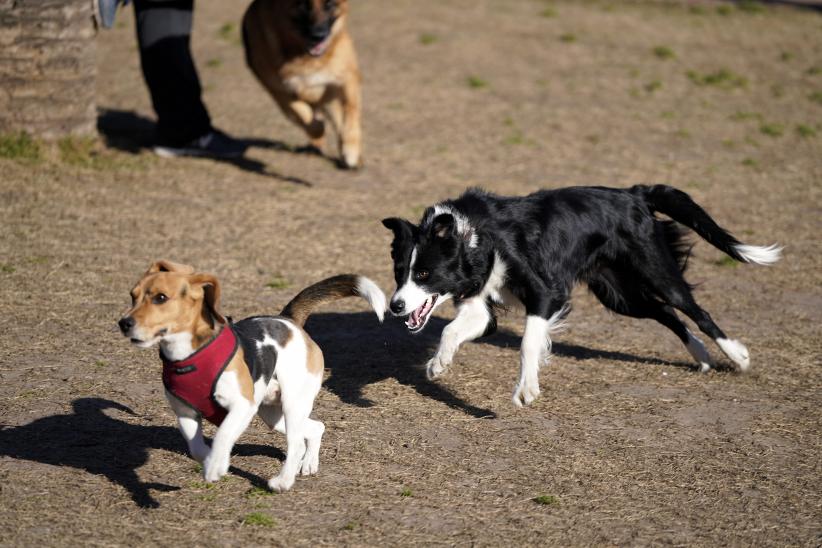 Parque canino de Punta Carretas