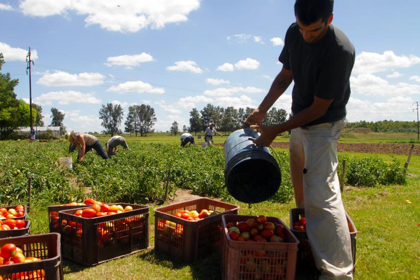 Cosecha de tomate