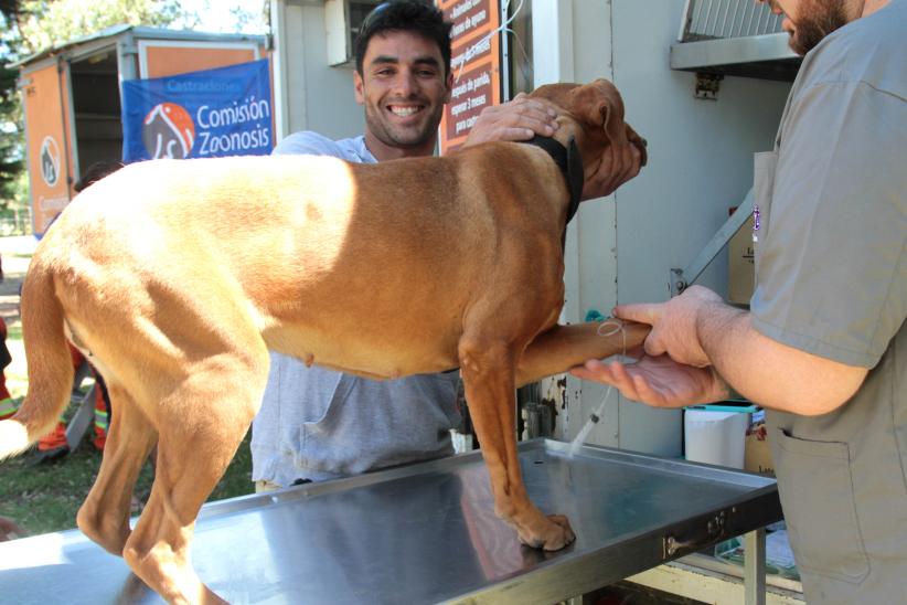 Jornada de castración de perros 