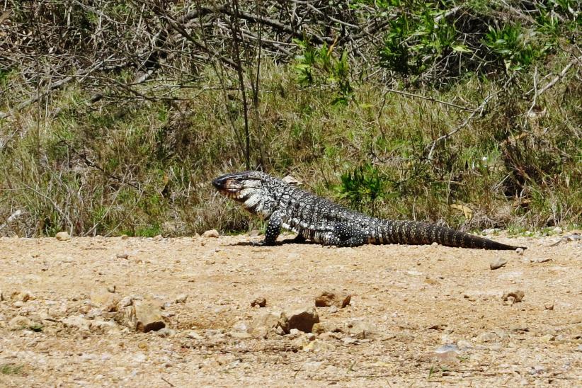 Lagarto overo