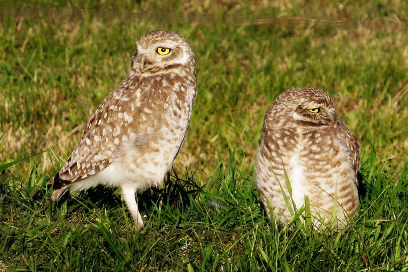 Lechucita de campo - Athene cunicularia