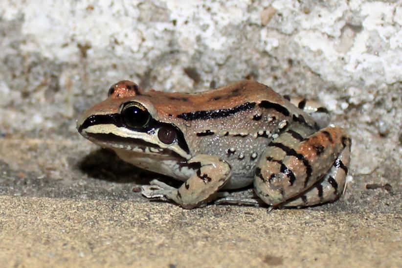 Rana de bigotes - Leptodactylus mystacinus