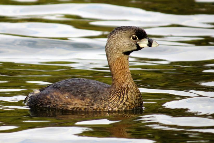 Macá de pico grueso - Podylimbus podiceps