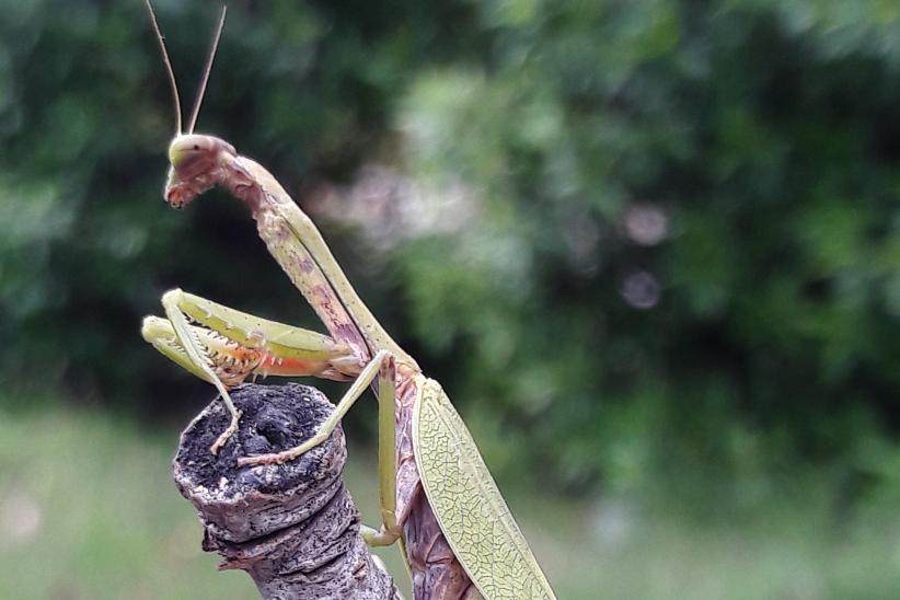 Mantis religiosa