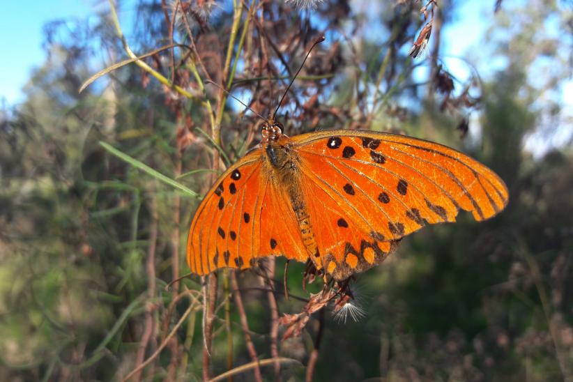 Mariposa del Mburucuyá - Agraulis vanillae