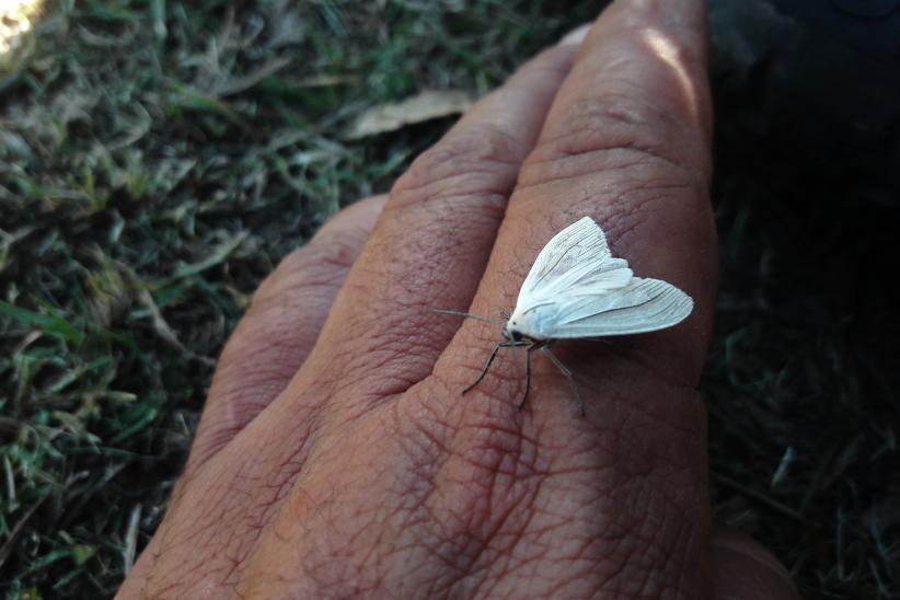 Mariposa sp