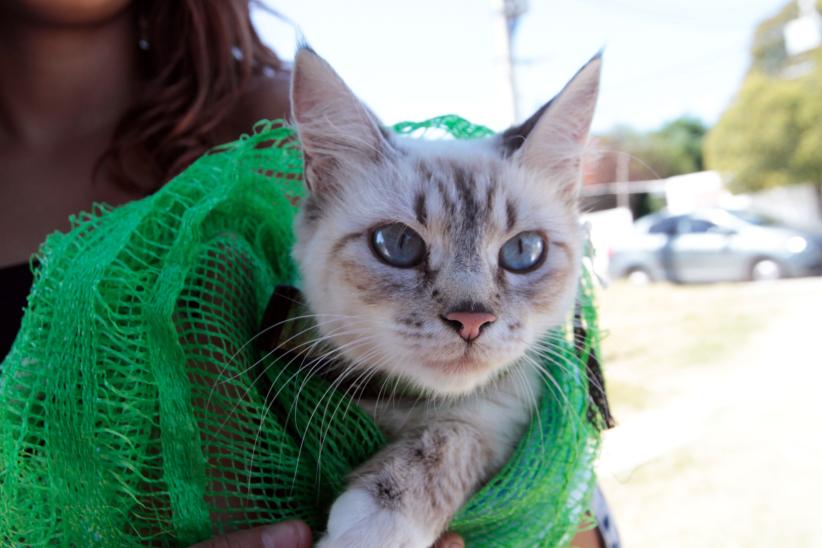 Jornada de castraciones a perros y gatos