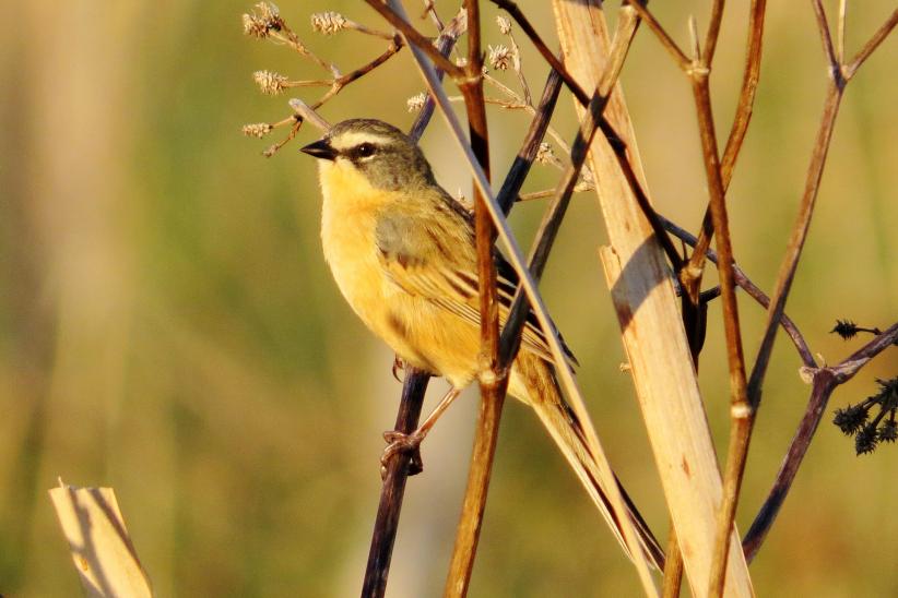 Monterita cabeza gris - Donacospiza albifrons