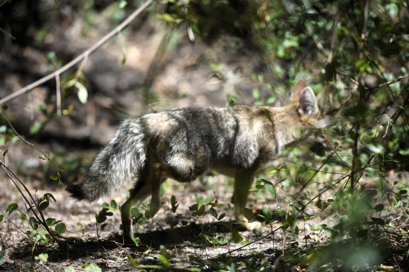 Liberación de zorros en su hábitat natural