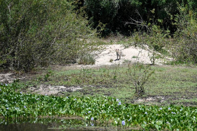 Liberación de zorros en su hábitat natural