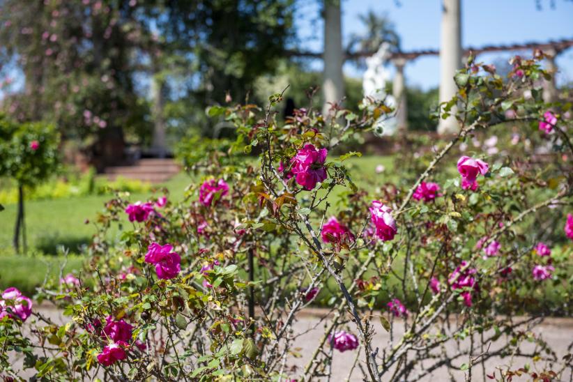 Rosaleda Juana de Ibarbourou en el Prado