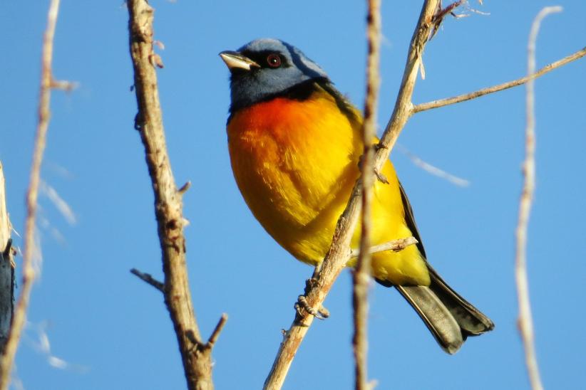 Naranjero - Thraupis bonariensis