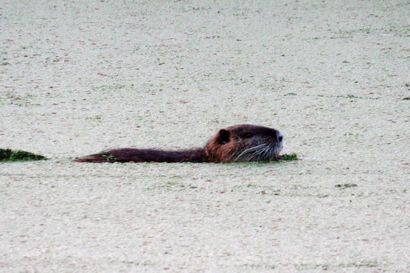 Nutria