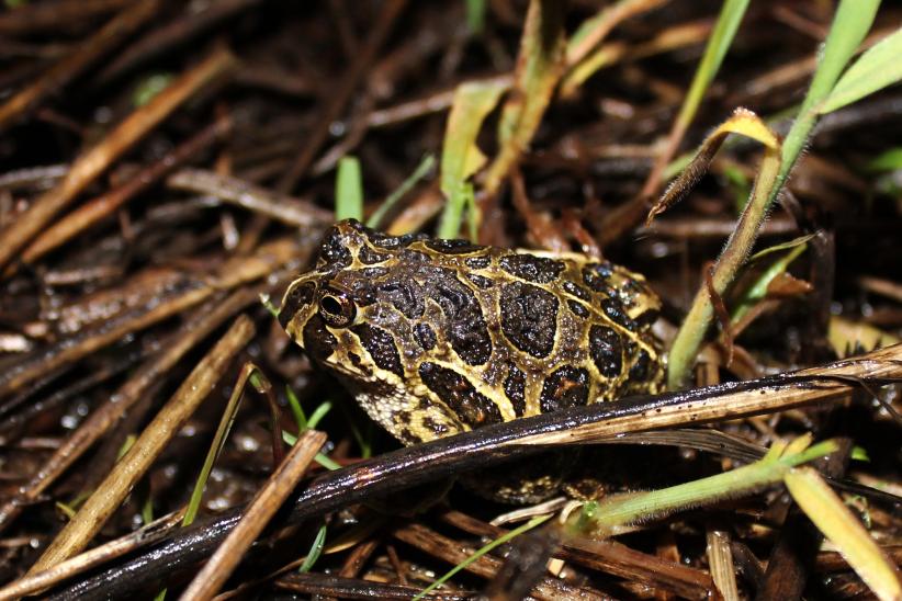 Escuarzo chico - Odontophrynus americanus 