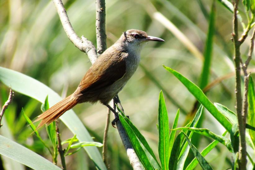 Pajonalera pico recto - Limnoctites rectirostris