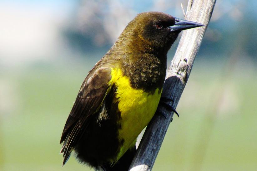 Pecho amarillo - Pseudoleistes virescens