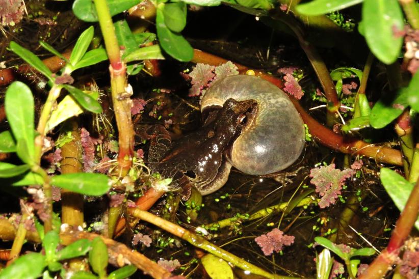 Ranita gato - Physalaemus gracilis 