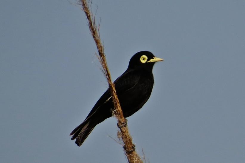 Pico de plata - Himenops perspicillatus