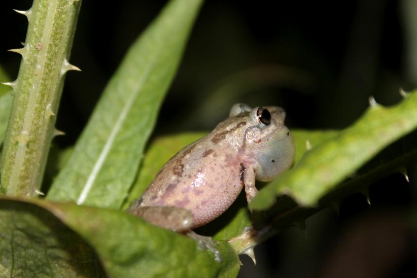 Rana roncadora - Scinax granulatus