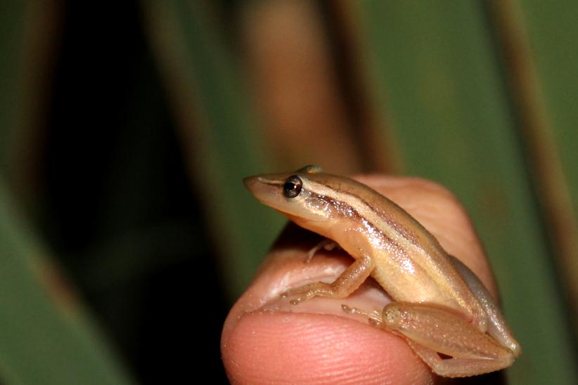 Ranita hocicuda - Scinax squalirostris 