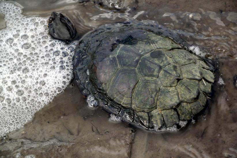 Tortuga cuello de víbora