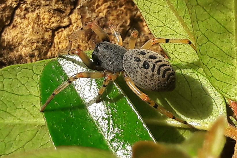 Trachelopachis cingulipes