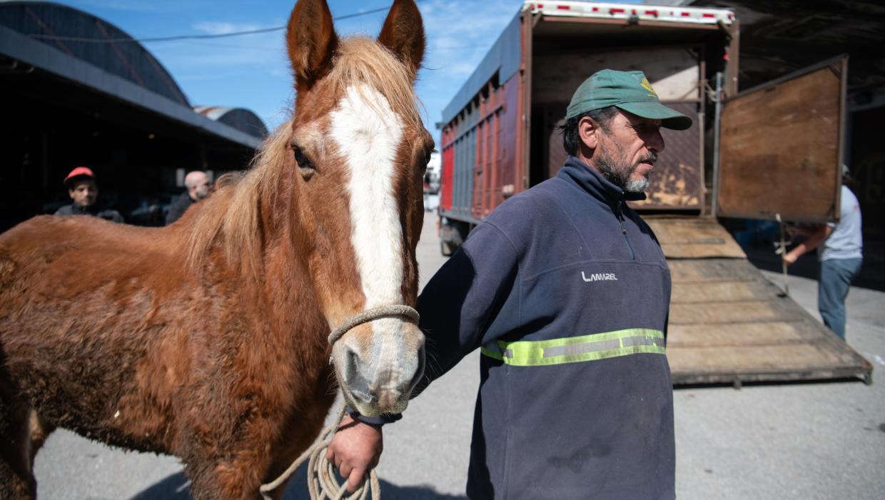 Jornada de adopción de caballos en el marco de la reconversión laboral de clasificadores