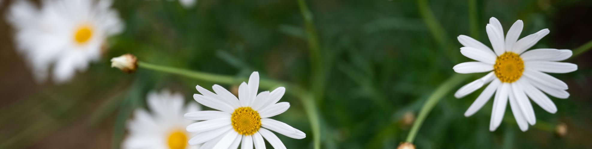 Plantación de flores del programa Mujeres que Reverdecen en el barrio Bajo Valencia