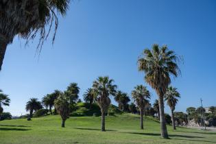 20250320dicimouyit1323.jpg Palmeras