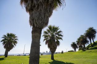 20250320dicimouyit1325.jpg Palmeras