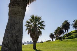 20250320dicimouyit1327.jpg Palmeras