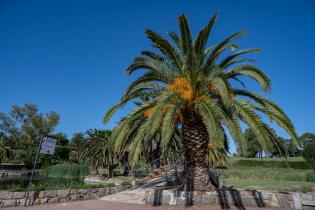 20250320dicimouyit1328.jpg Palmeras