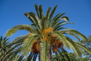 20250320dicimouyit1329.jpg Palmeras