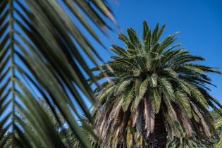 20250320dicimouyit1330.jpg Palmeras