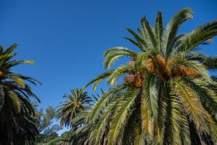 20250320dicimouyit1332.jpg Palmeras