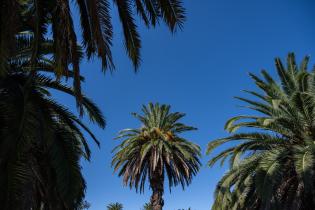 20250320dicimouyit1333.jpg Palmeras