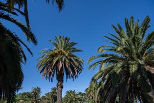 20250320dicimouyit1335.jpg Palmeras