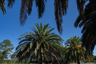 20250320dicimouyit1336.jpg Palmeras