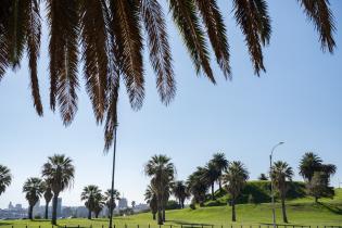 20250320dicimouyit1337.jpg Palmeras