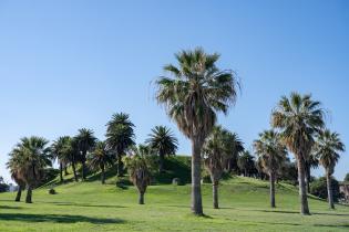 20250320dicimouyit1341.jpg Palmeras