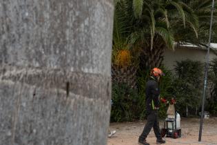 20250407dicimouyplr0005.jpg Tratamiento en palmeras para control de la plaga del picudo rojo