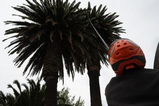 20250407dicimouyplr0008.jpg Tratamiento en palmeras para control de la plaga del picudo rojo