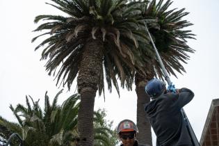 20250407dicimouyplr0010.jpg Tratamiento en palmeras para control de la plaga del picudo rojo