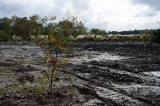20250411dicimouyit3109.jpg Jornada de plantación en humedal del arroyo Pantanoso , 11 de