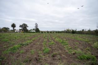 Montevideo Rural : Podas en frutales de hoja caduca