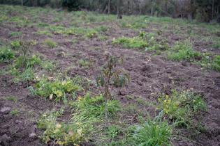 Montevideo Rural : Podas en frutales de hoja caduca