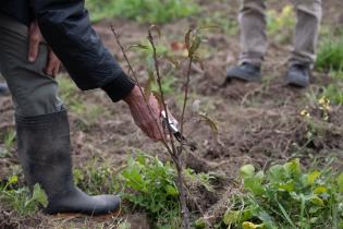 Montevideo Rural : Podas en frutales de hoja caduca