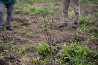 Montevideo Rural : Podas en frutales de hoja caduca