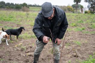 Montevideo Rural : Podas en frutales de hoja caduca